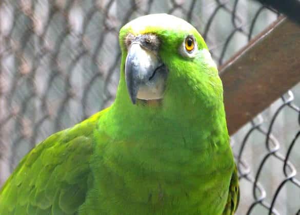動物図鑑・キエリボウシインコ